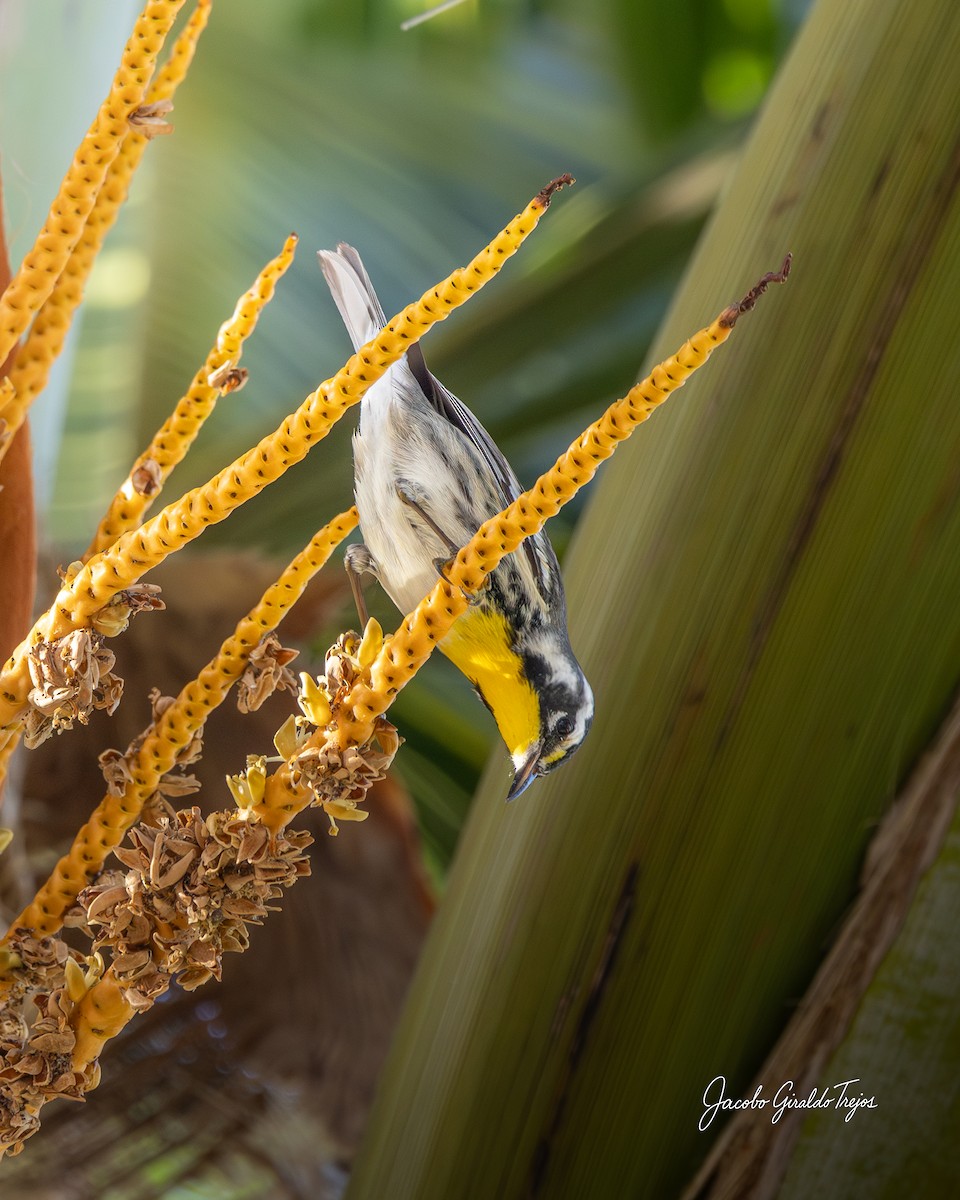 Yellow-throated Warbler - ML647198992
