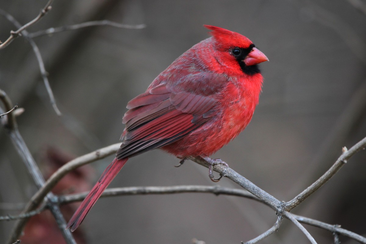 Northern Cardinal - ML647198998