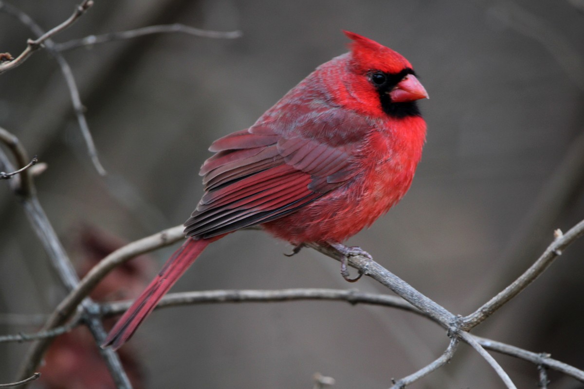 Northern Cardinal - ML647199002