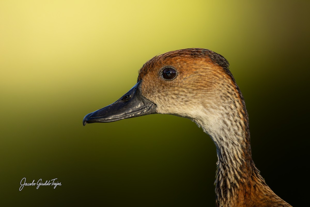 West Indian Whistling-Duck - ML647199003