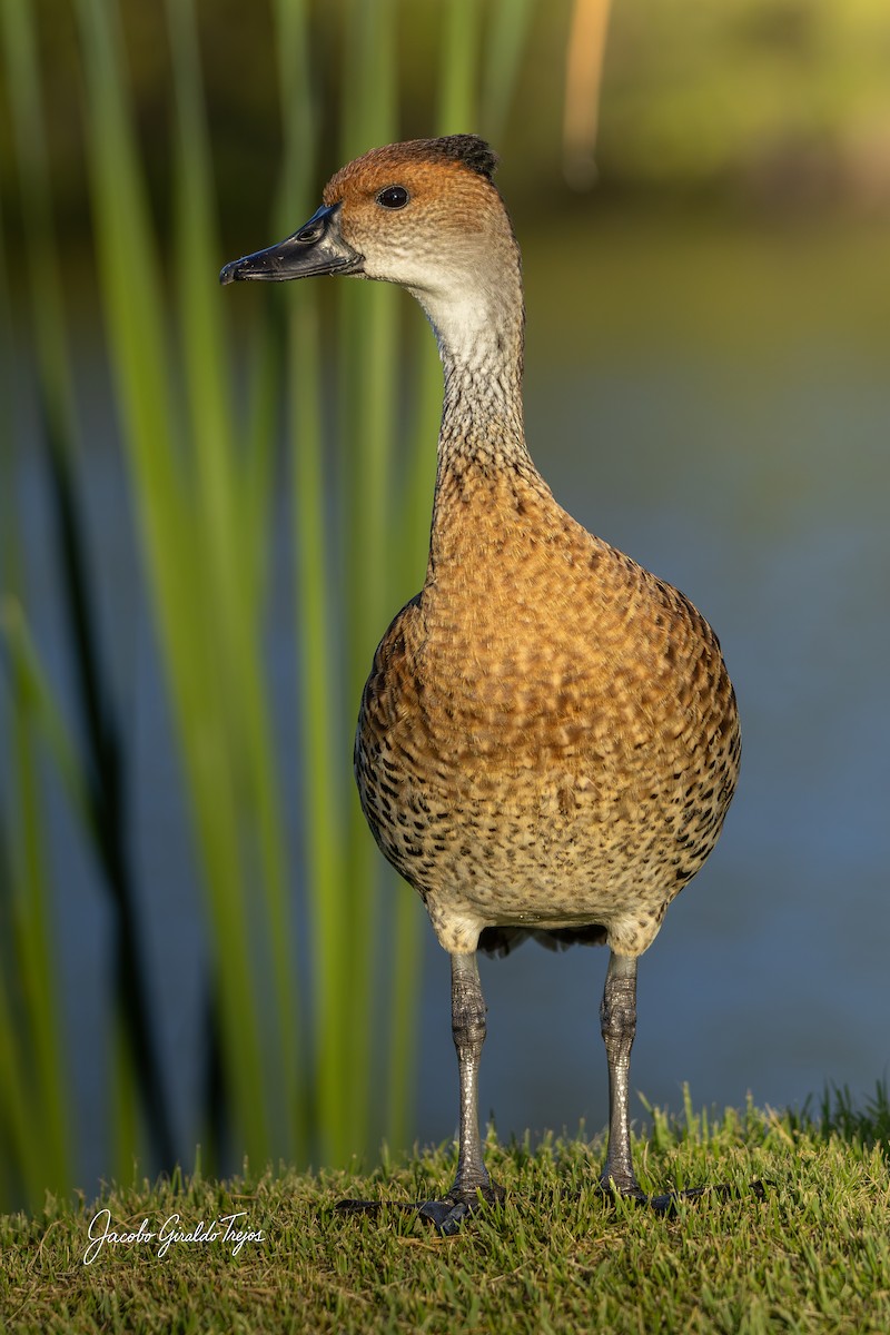 West Indian Whistling-Duck - ML647199004