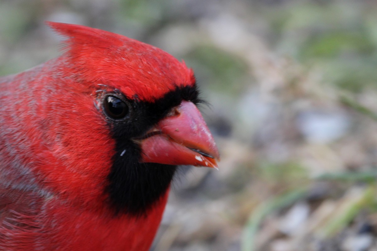 Northern Cardinal - ML647199005