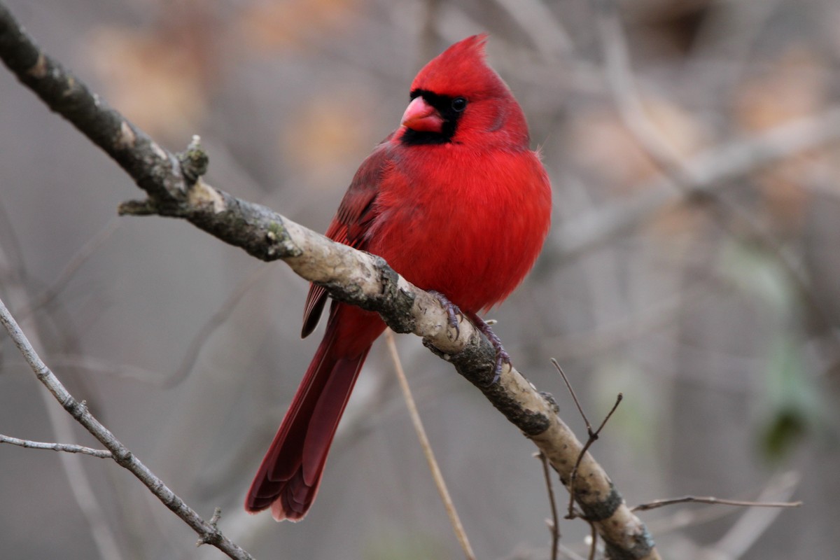 Cardenal Norteño - ML647199007