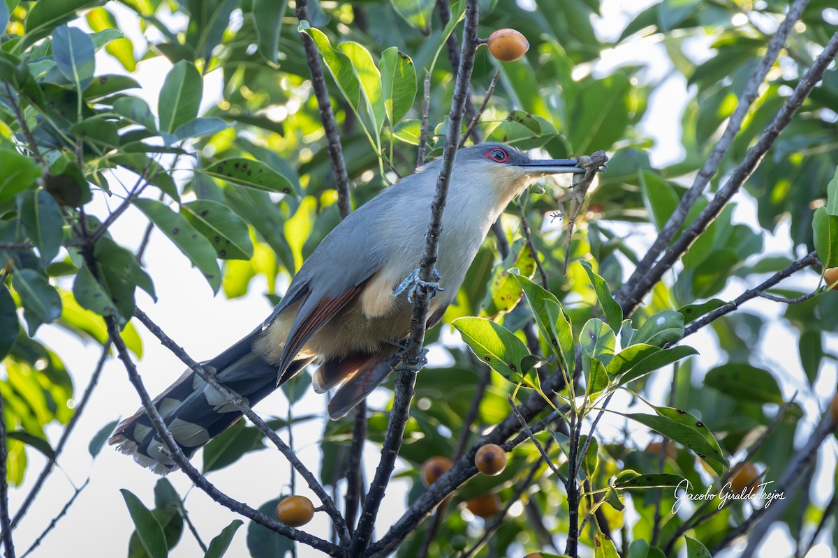 Hispaniolan Lizard-Cuckoo - ML647199008