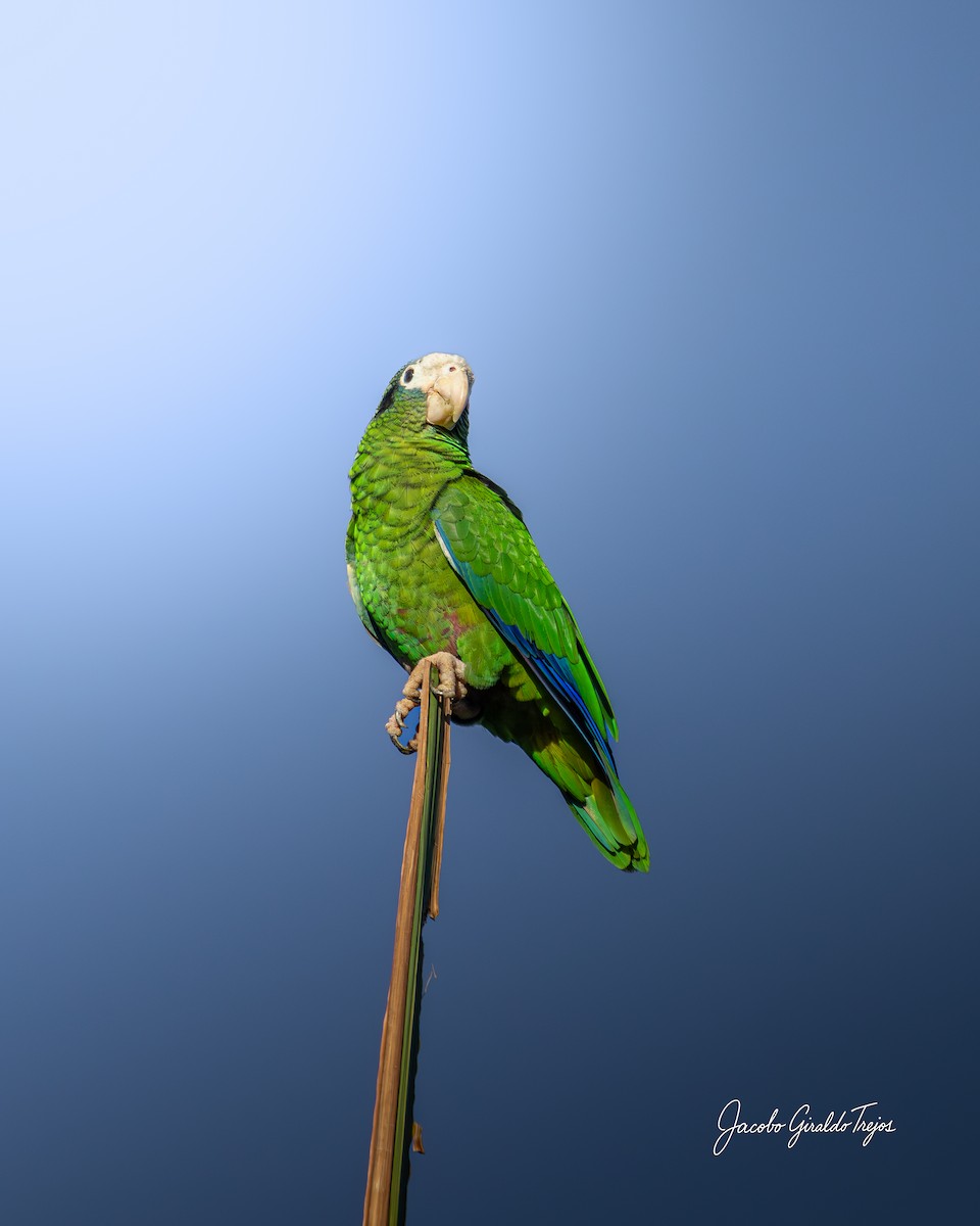 Hispaniolan Amazon - ML647199011