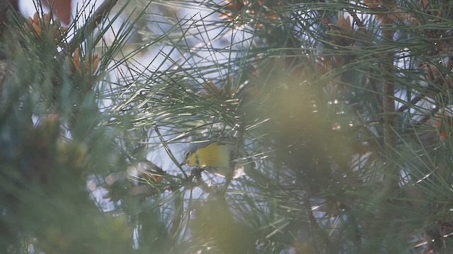 Пісняр-лісовик південний - ML647199013