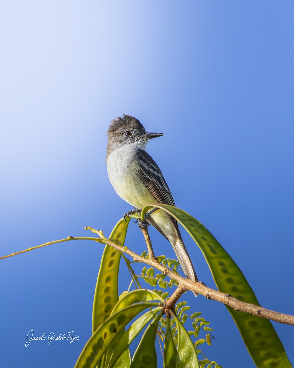 Stolid Flycatcher - ML647199014