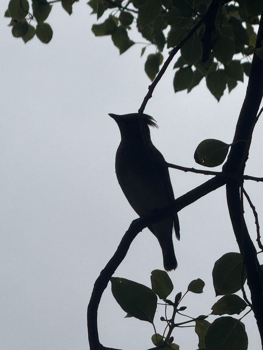 Cedar Waxwing - ML647199017