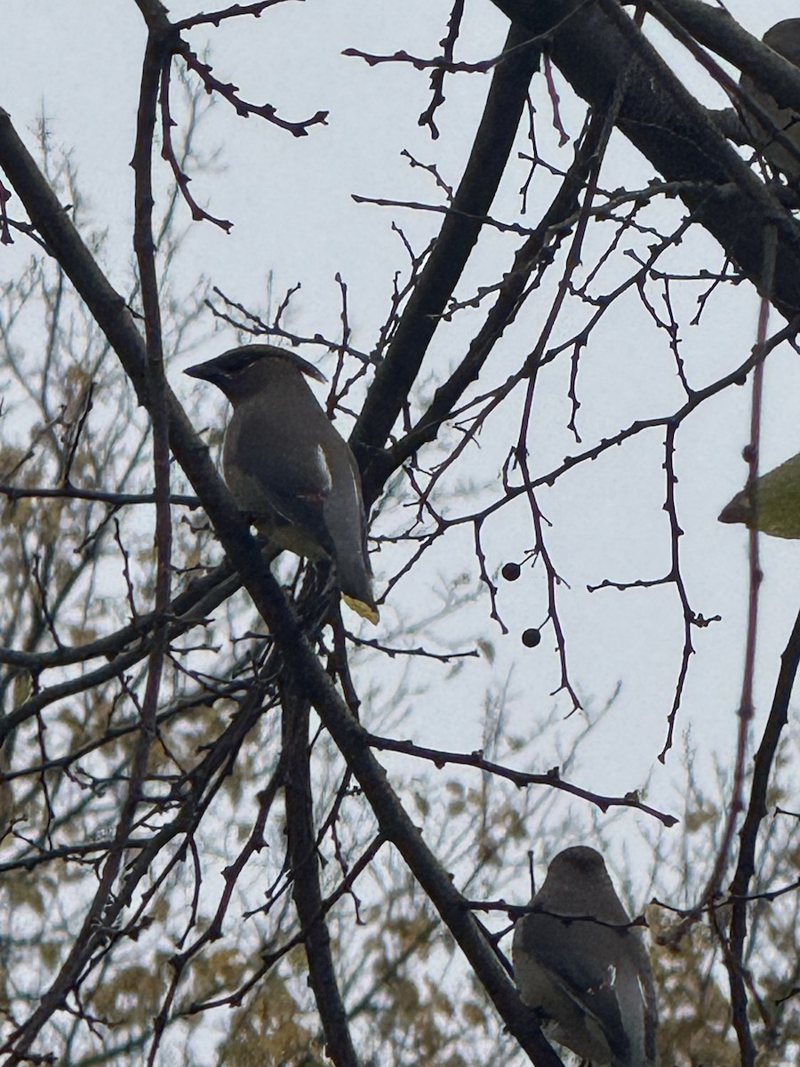 Cedar Waxwing - ML647199018