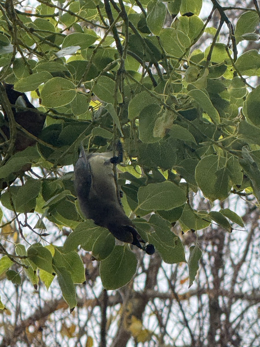 Cedar Waxwing - ML647199019