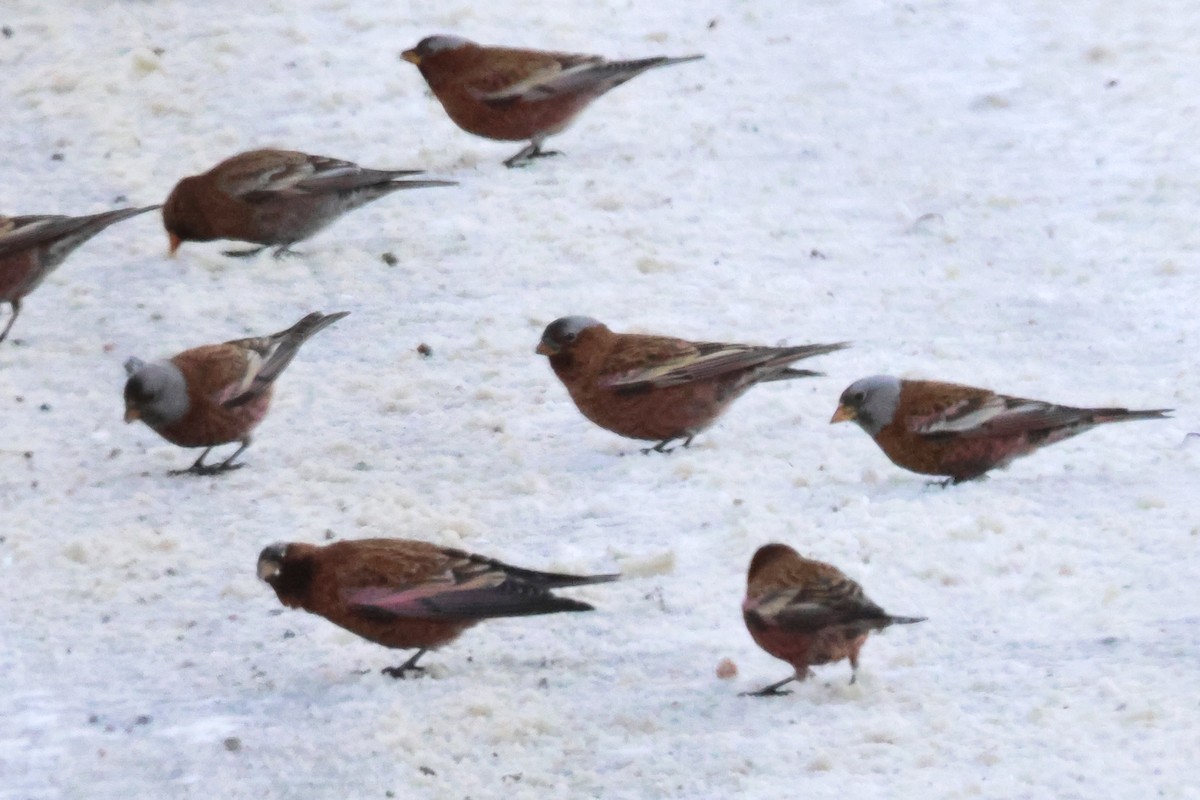 Gray-crowned Rosy-Finch - ML647199026