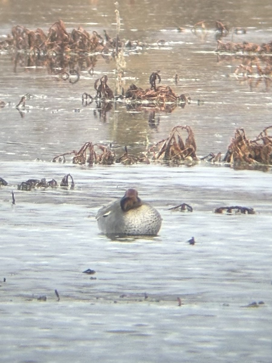 コガモ（亜種 コガモ） - ML647199035