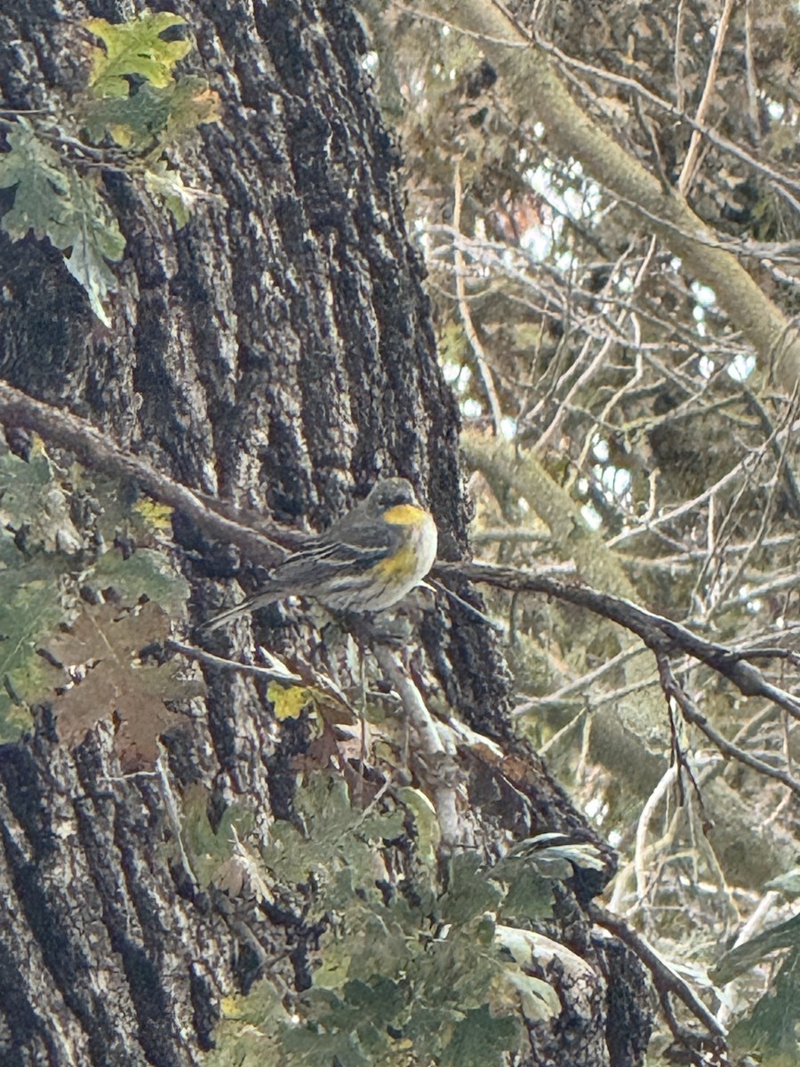 Yellow-rumped Warbler - ML647199039