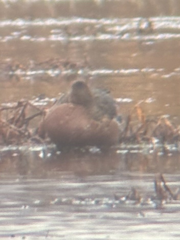 アカシマアジ - ML647199040