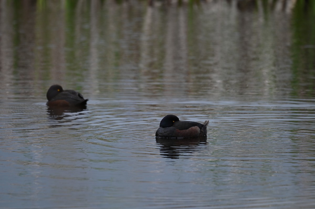 polák novozélandský - ML647199047