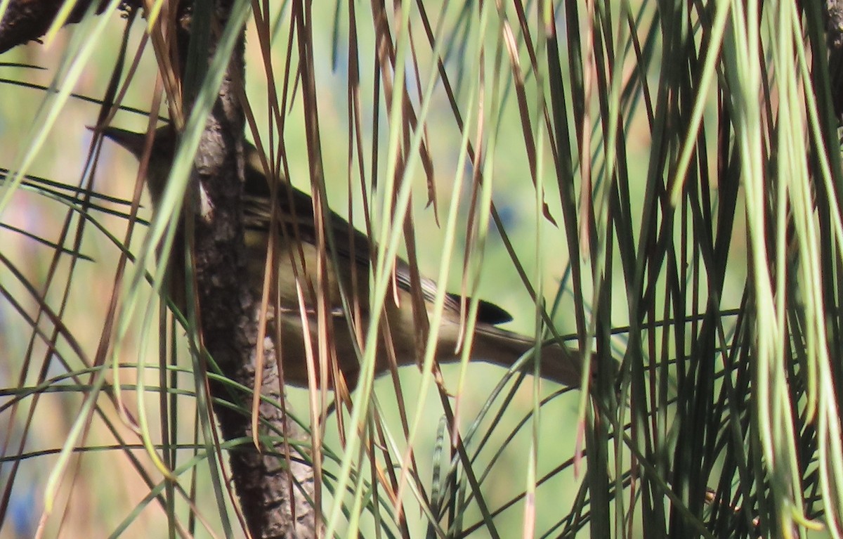 Pine Warbler - ML647199056