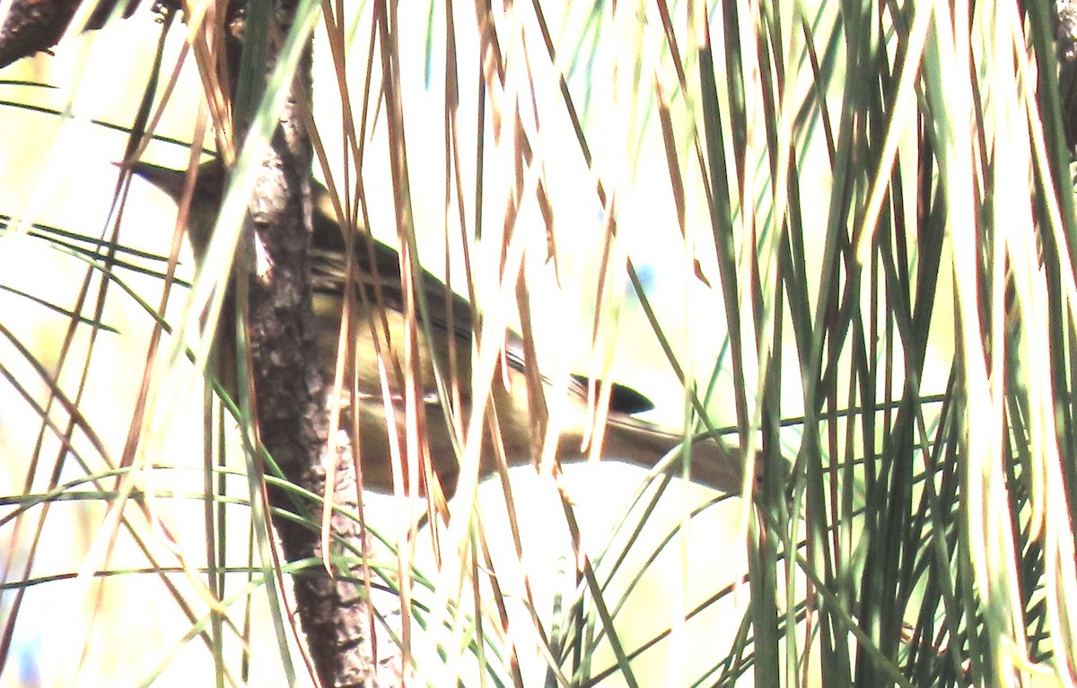 Pine Warbler - ML647199057