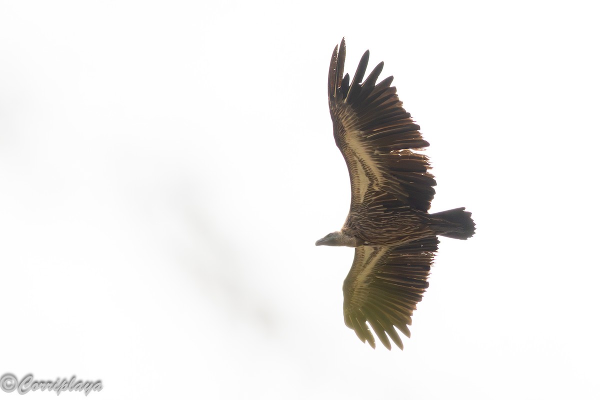 Buitre Dorsiblanco Africano - ML647199074