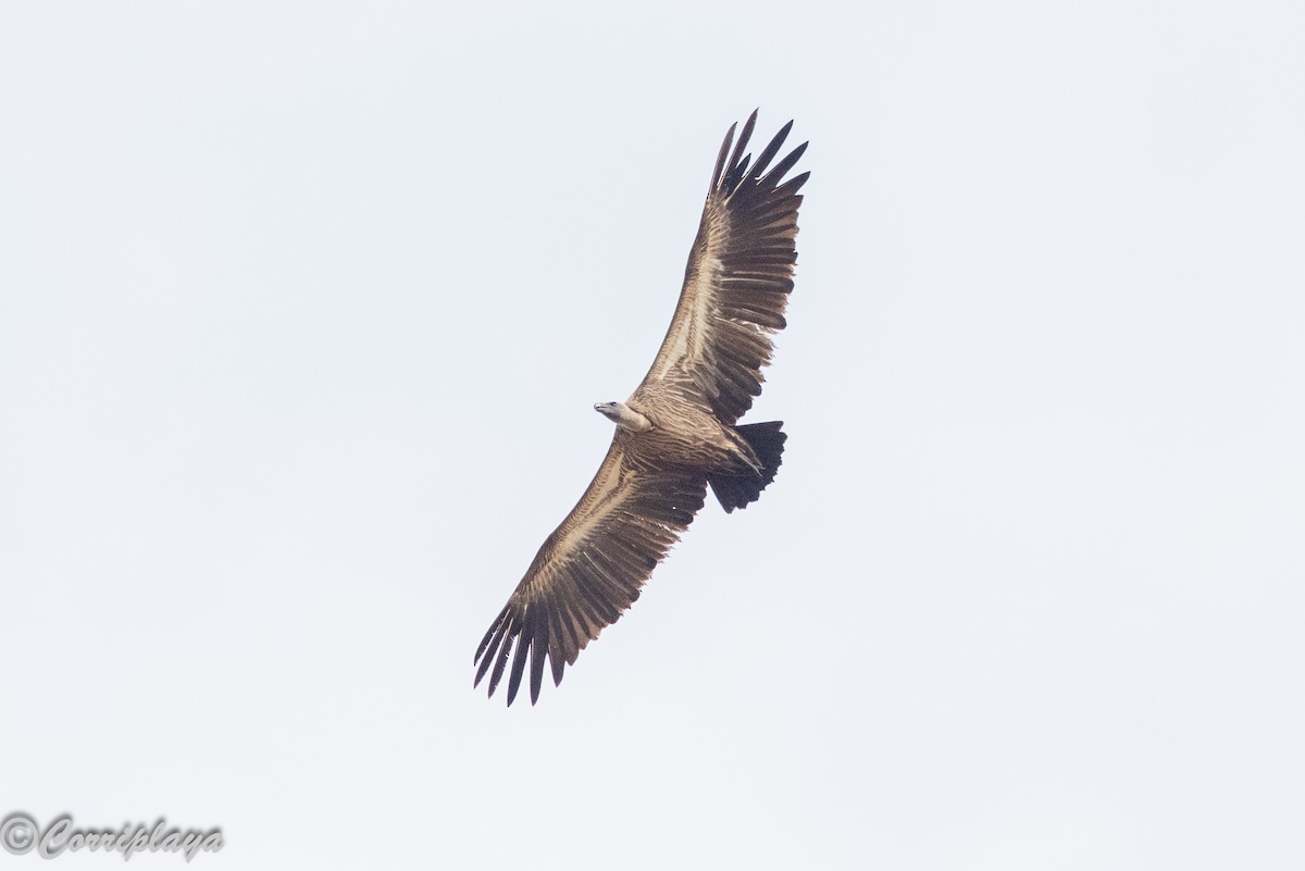 Buitre Dorsiblanco Africano - ML647199075