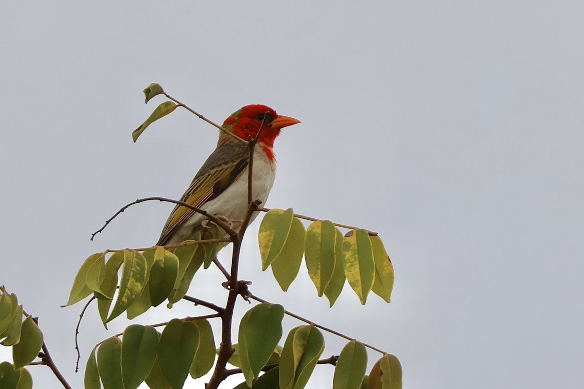 Red-headed Weaver - ML647199082