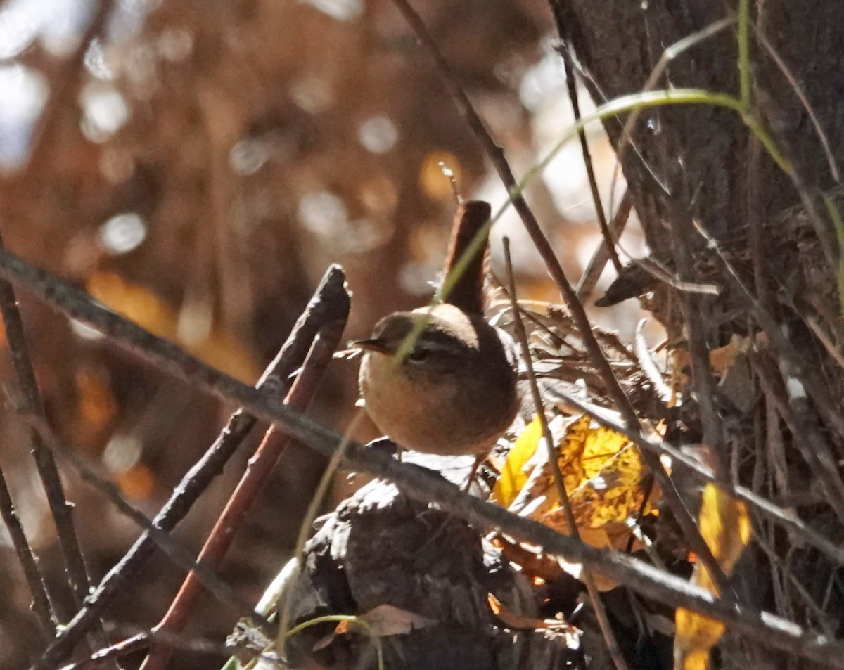 Orman Çıtkuşu - ML647199083