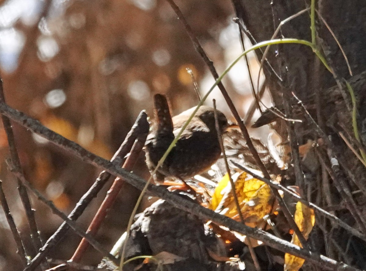 Orman Çıtkuşu - ML647199084