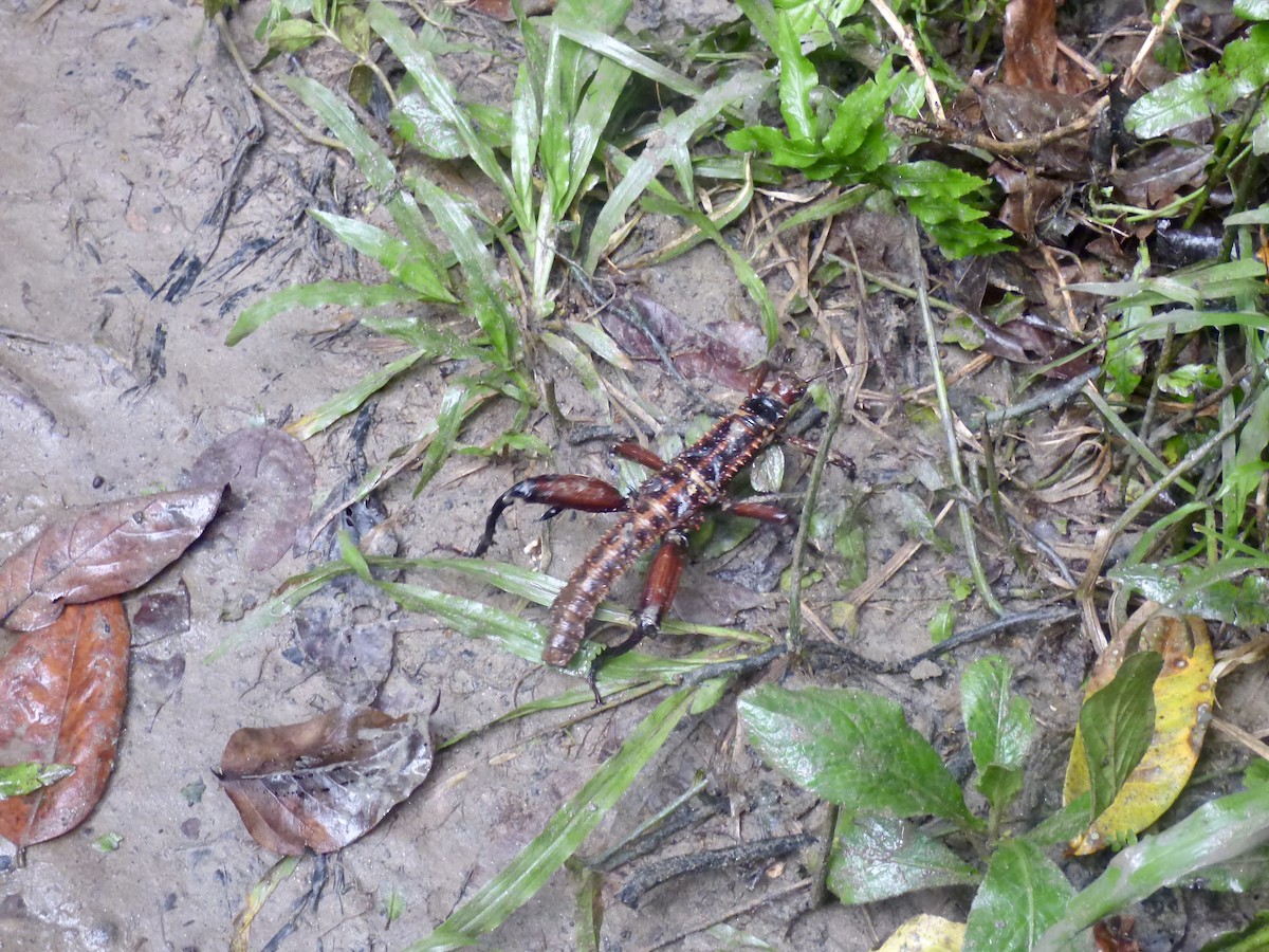 昆蟲綱 - ML647199085