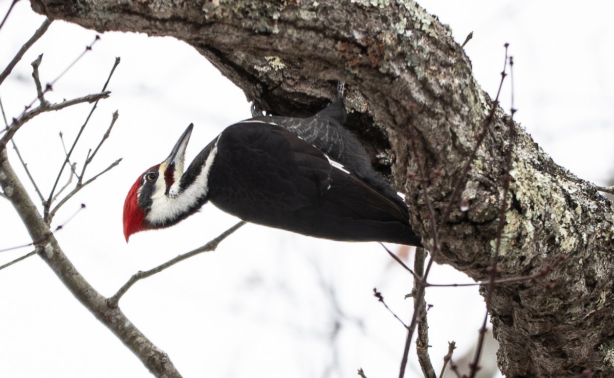 Pileated Woodpecker - ML647199090