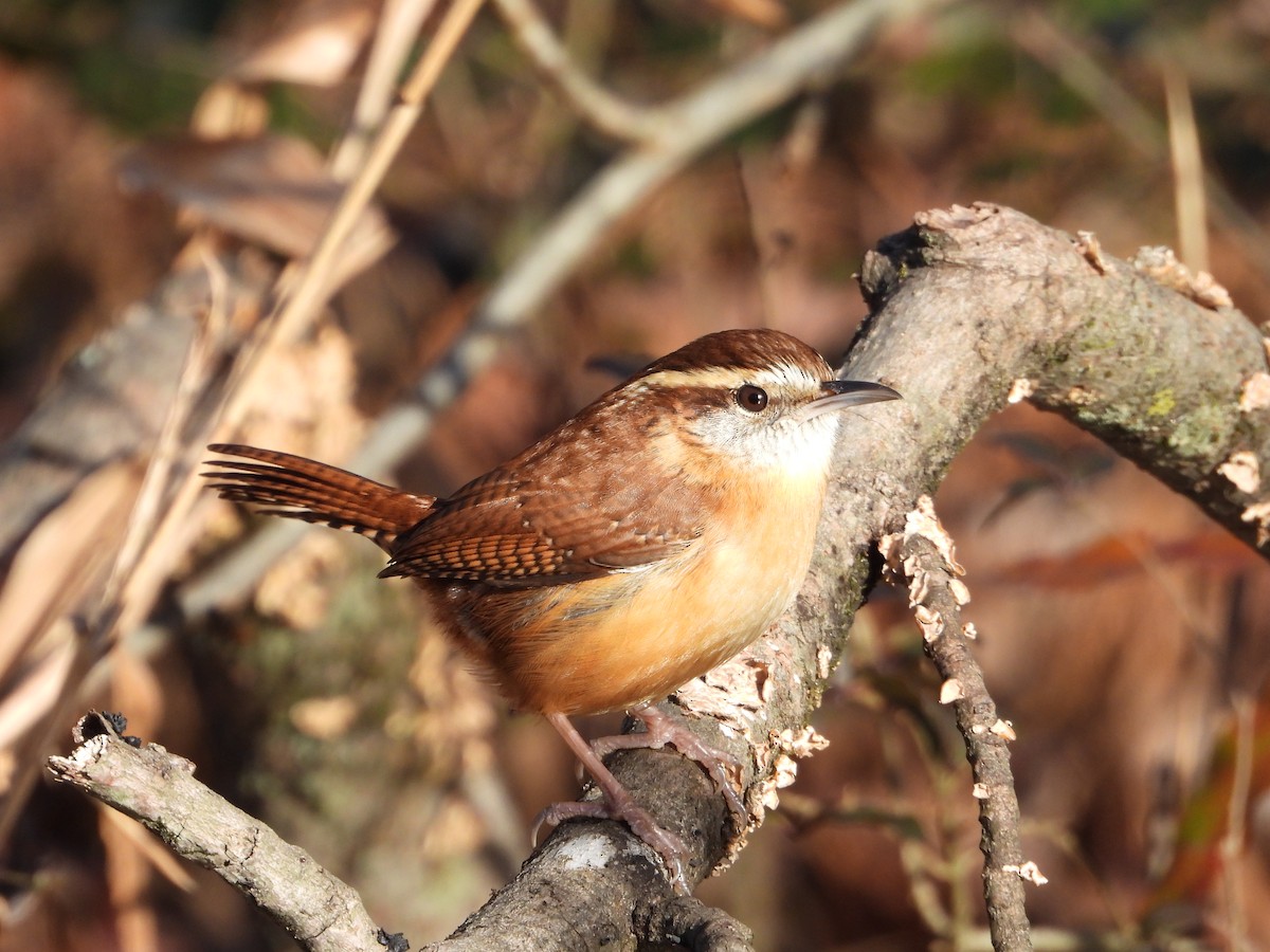 Carolina Wren - ML647199096
