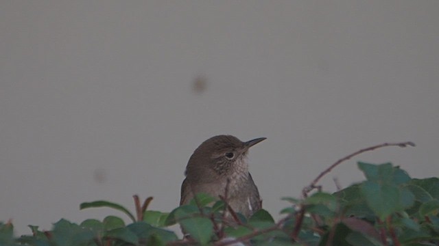 Northern House Wren (Northern) - ML647199098