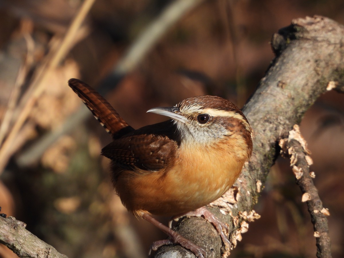 Carolina Wren - ML647199099