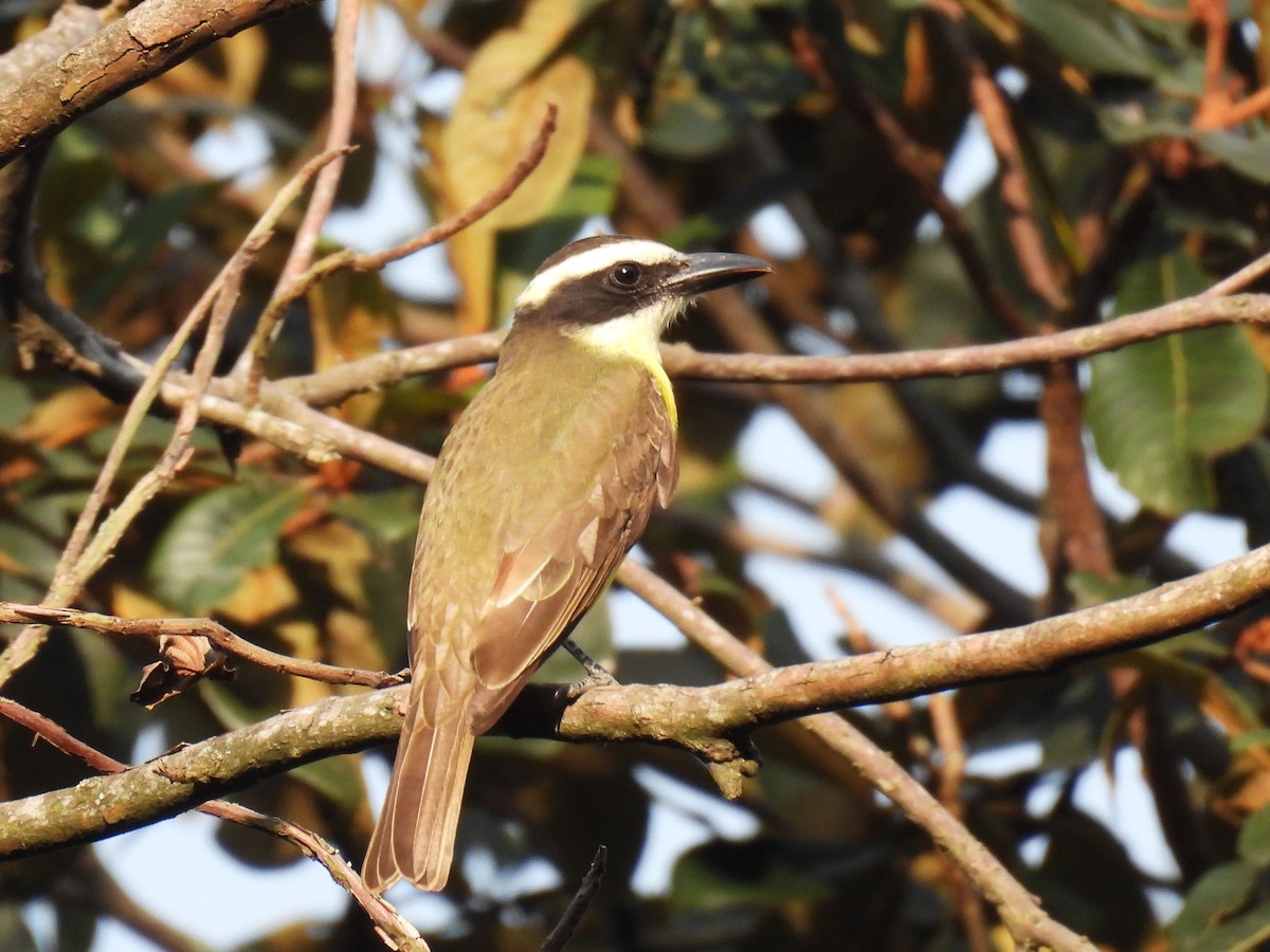 Boat-billed Flycatcher - ML647199100