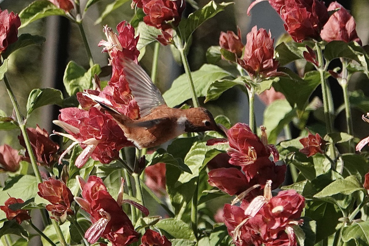 アカフトオハチドリ - ML647199117