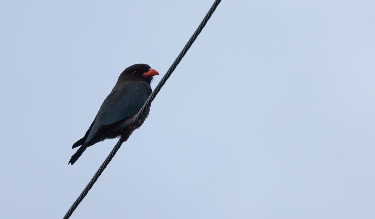 ブッポウソウ - ML647199118