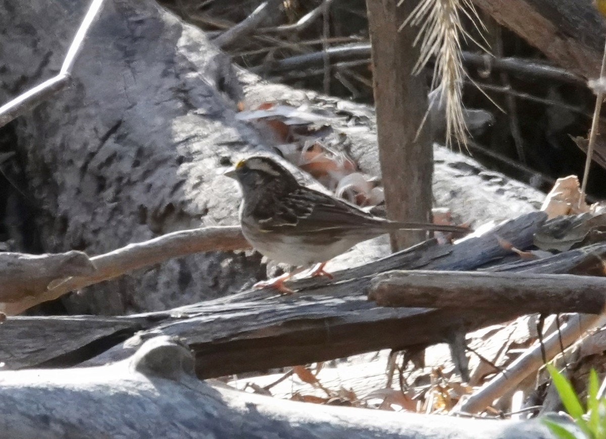 ノドジロシトド - ML647199122