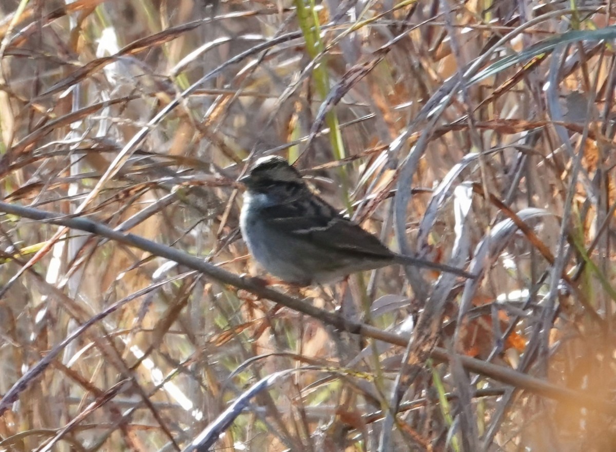 ノドジロシトド - ML647199123