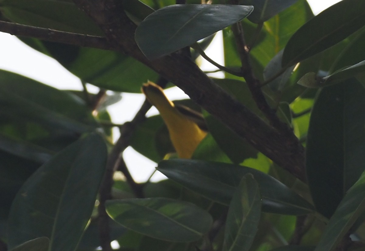 Northern Yellow Warbler - ML647199124