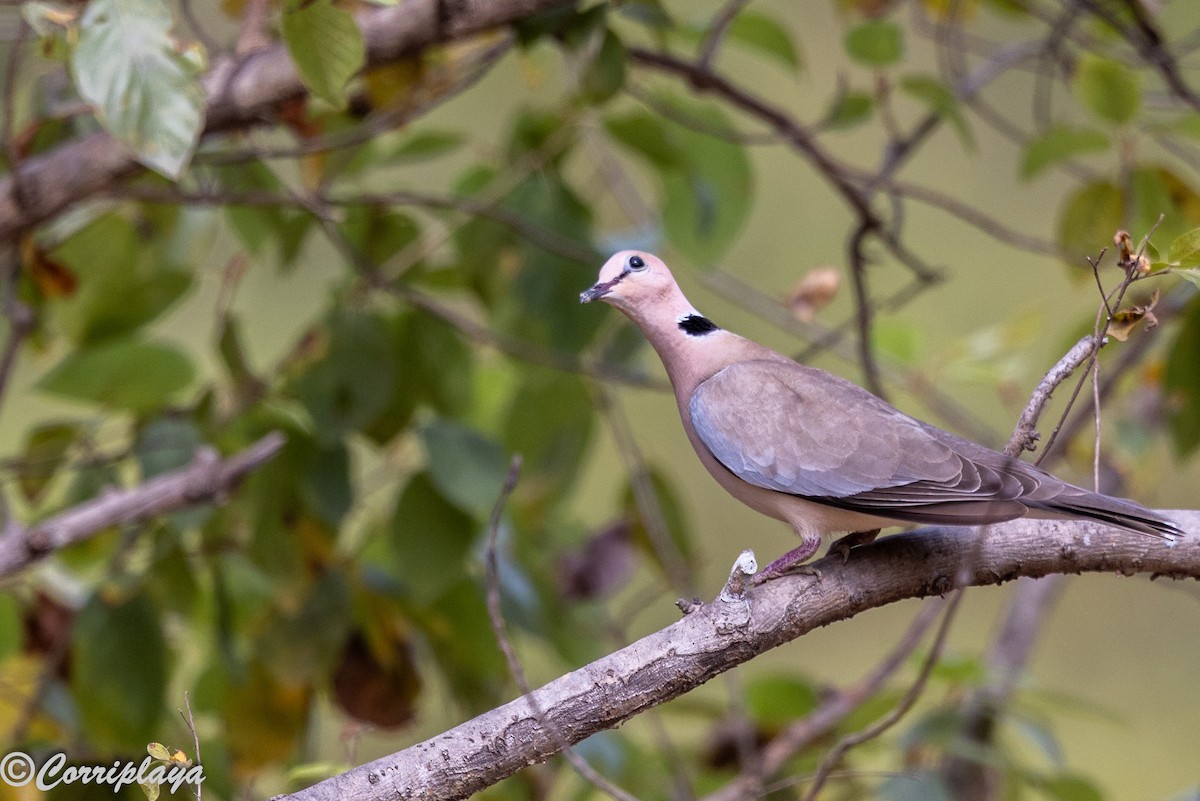 ウスアフリカジュズカケバト - ML647199126