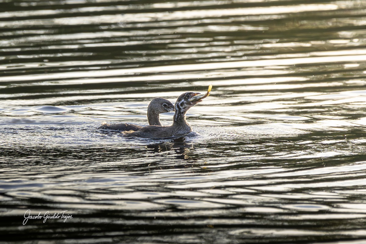 オビハシカイツブリ - ML647199128