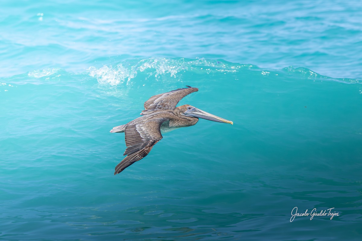 カッショクペリカン - ML647199133