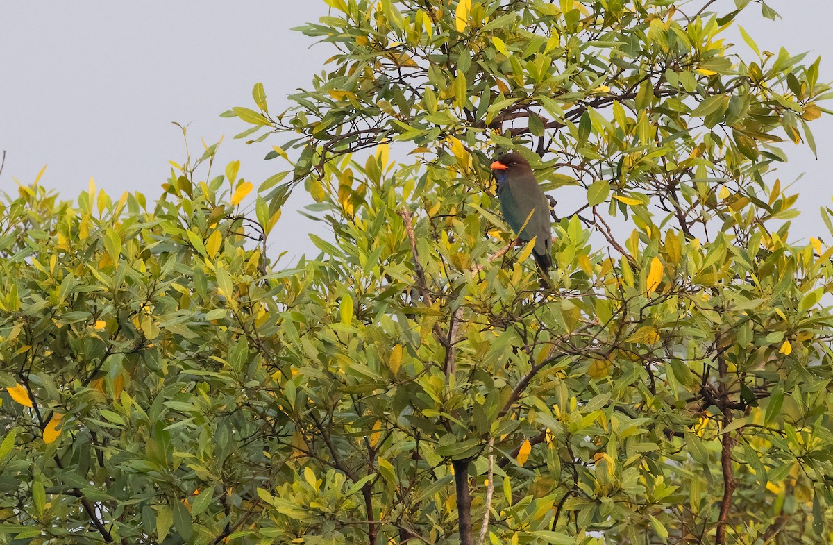 ブッポウソウ - ML647199134