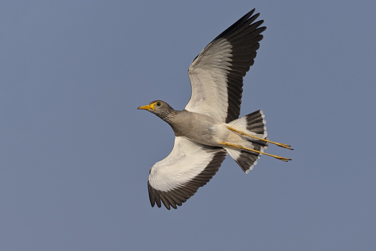 トサカゲリ - ML647199135