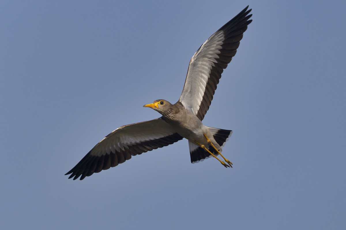 トサカゲリ - ML647199136