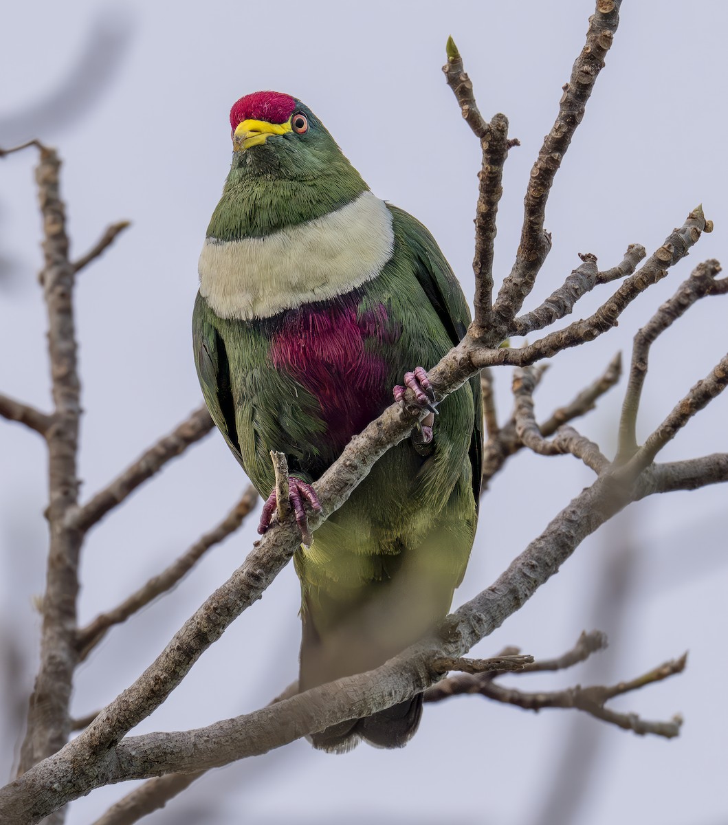 ムナジロヒメアオバト（prasinorrhous） - ML647199137