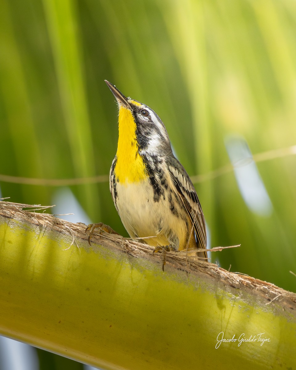 キノドアメリカムシクイ - ML647199142