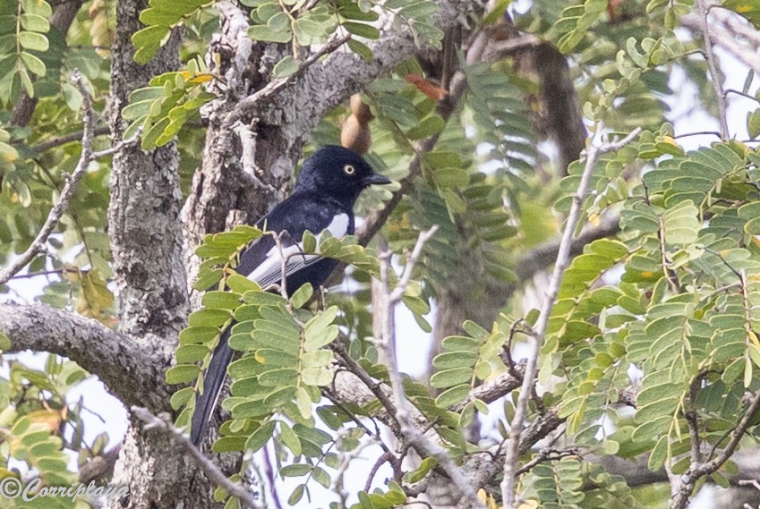 カタジロクロガラ - ML647199144