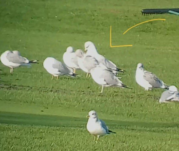 クロワカモメ - ML647199147