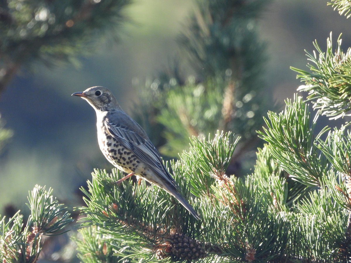 ヤドリギツグミ - ML647199149