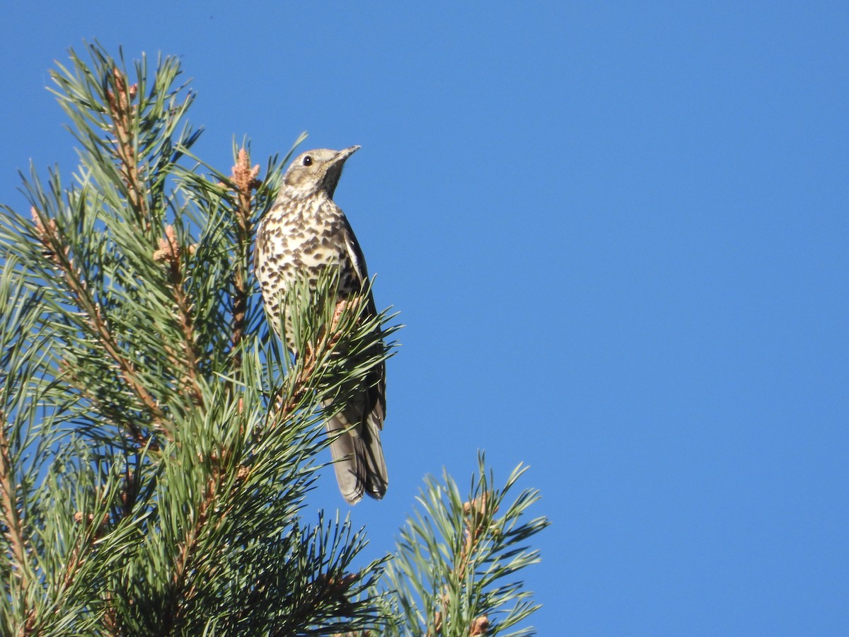 ヤドリギツグミ - ML647199150