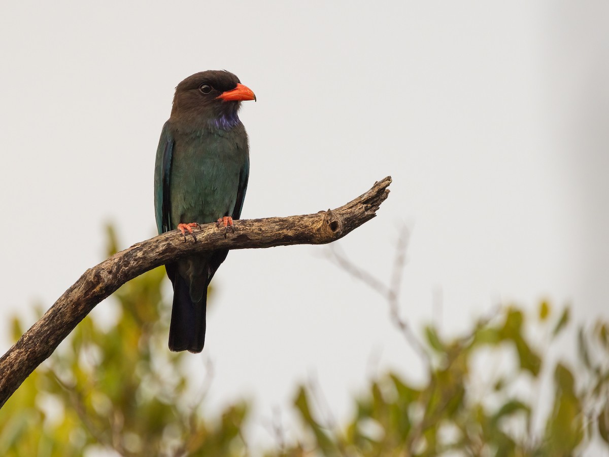 ブッポウソウ - ML647199154